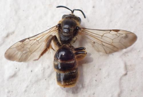 Lasioglossum nigripes